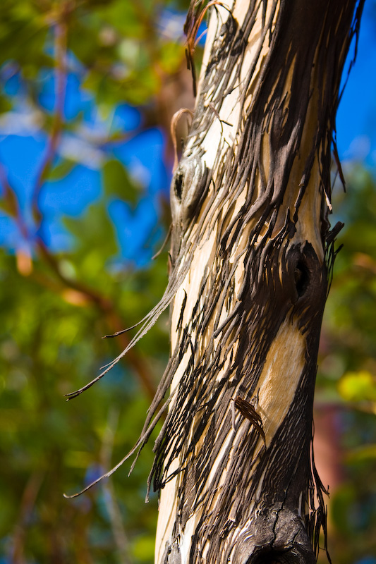 Pacific Madrone Bark Detail
